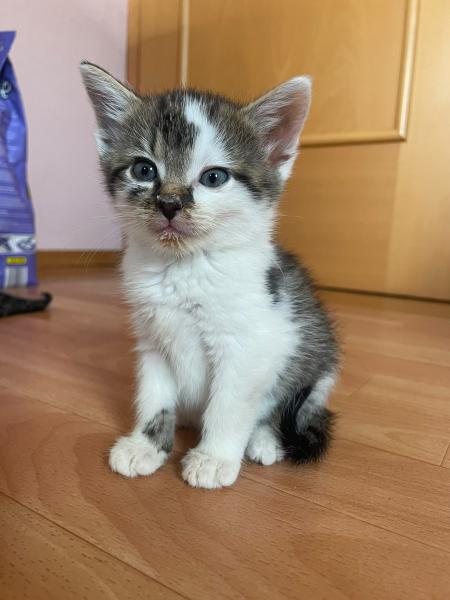Europäische Hauskatze